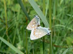 10 Common blue mating